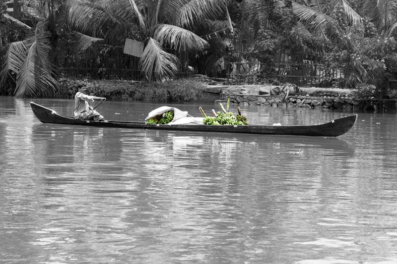 Living Below the Sea Level - Carrying a fresh harvest of bananas on a canoe for sale in the market in Alappuzha district, Kerala